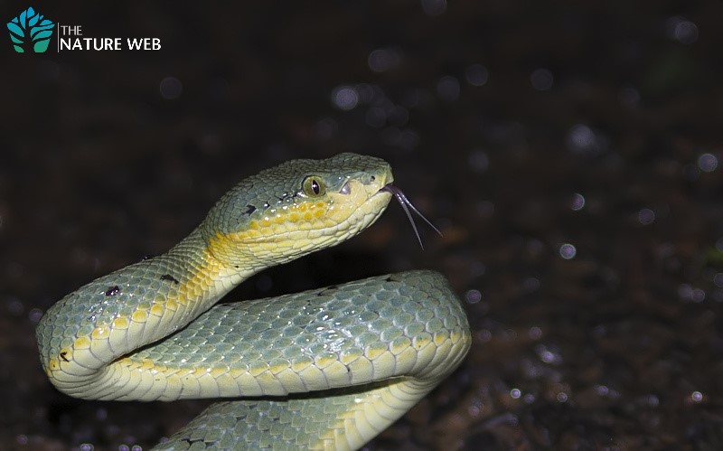 Bamboo Pit Viper